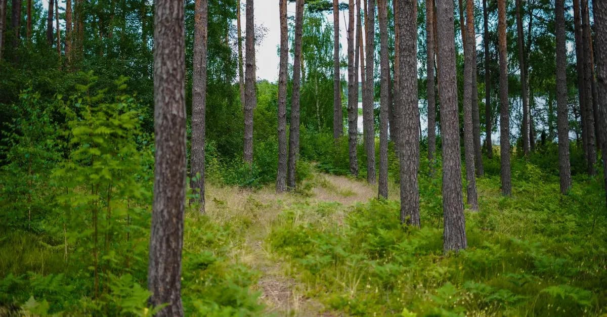 Comment préparer votre première sortie en pleine nature PMR